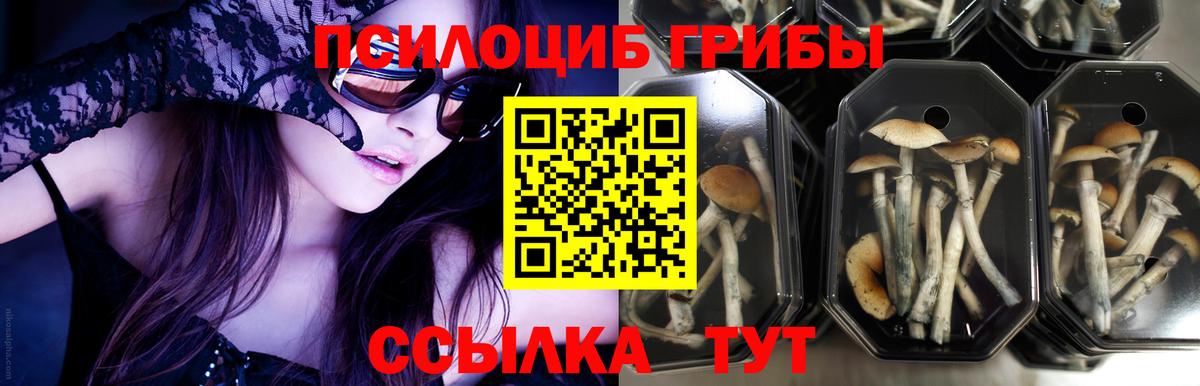 Псилоцибиновые грибы Psilocybe Обь